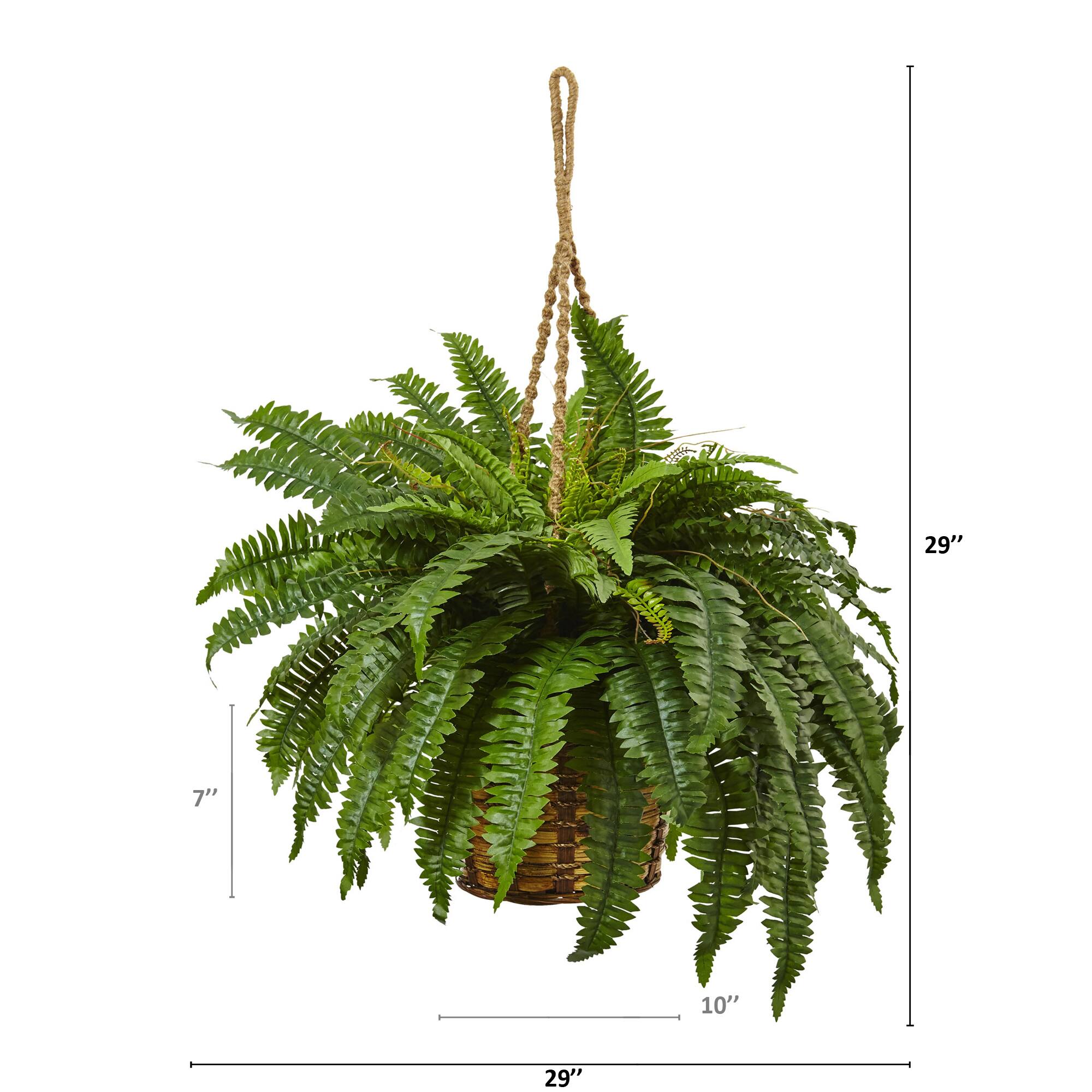 29" Boston Fern in Hanging Basket